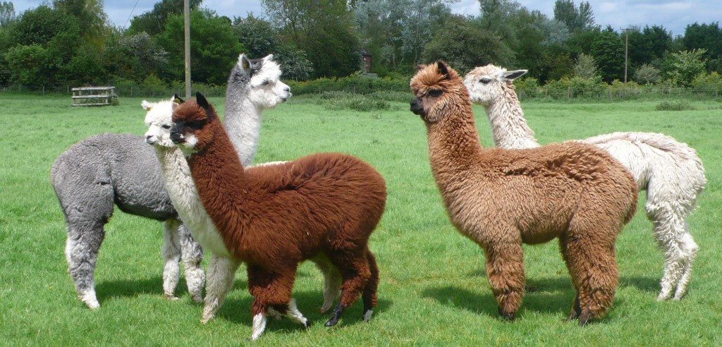 Alpacas