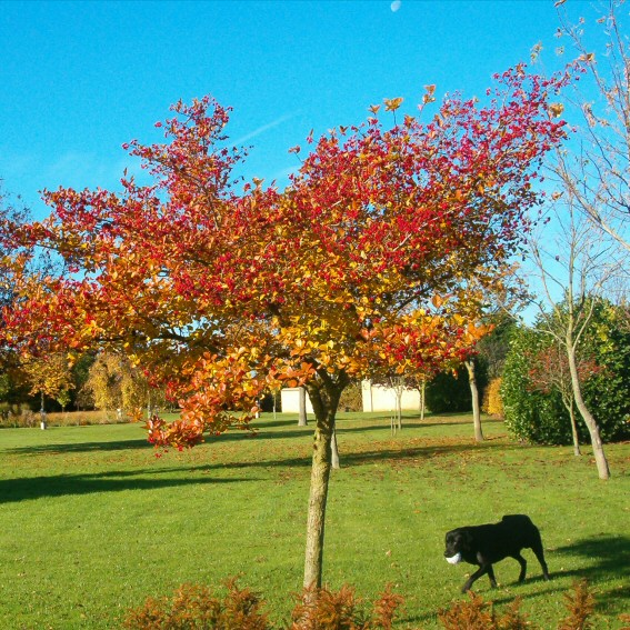 autumn view