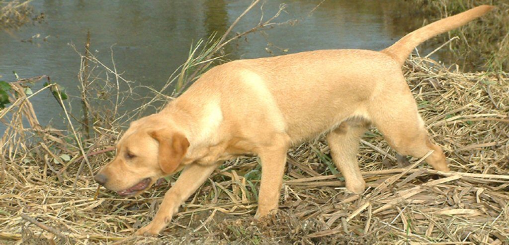 Dog and Stream