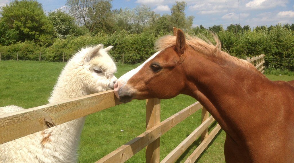 Grange Farm Pets