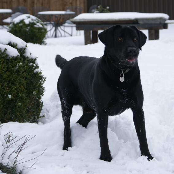 harry in snow