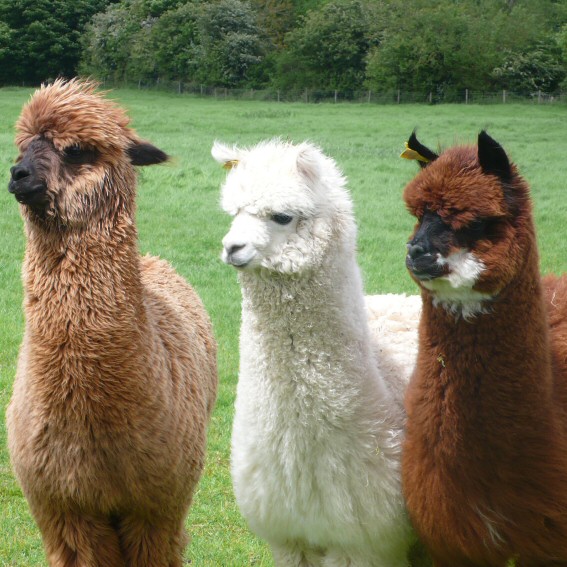 New Alpacas