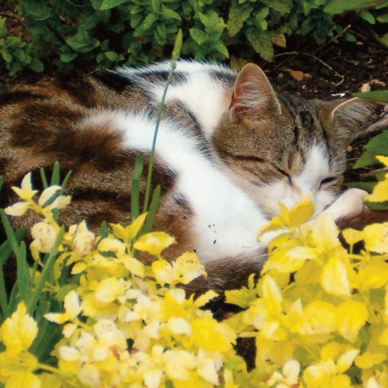 tilly the farm cat